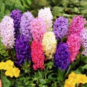 hyacinthus_mix.jpg