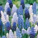 muscari-mix.jpg