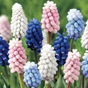 muscari.jpg