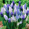 muscari_mix.jpg