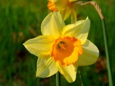 narcis-1.jpg