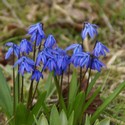 scilla-siberica.jpg