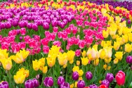 tulipa_2.jpg