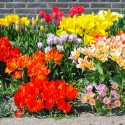 tulipa_mix.jpg