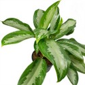 aglaonema-diamond-.jpg