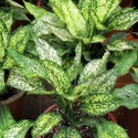 aglaonema_.jpg