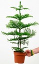 araucaria-heterophylla.jpg