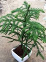 araucaria_.jpg