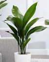 aspidistra_elatior.jpg