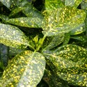 aucuba-japonica-variegata_1.jpg