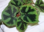 begonia_masoniana.jpg