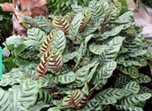 calathea_makoyana_.jpg