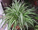 chlorophytum_comosum.jpg