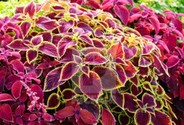 coleus_blumei.jpg