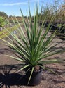 cordyline-australis.jpg