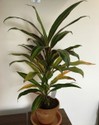 cordyline-fruticosa.jpg