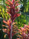 cordyline_fruticosa.jpg