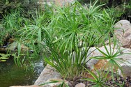 cyperus_alternifolius.jpg