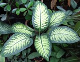 dieffenbachia_bauseii_a.jpg