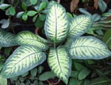 dieffenbachia_bauseii_a1.jpg