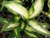 dieffenbachia_maculata.jpg