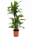 dracaena-fragrans.jpg