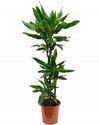 dracaena-fragrans_.jpg