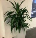 dracaena_deremensis.jpg