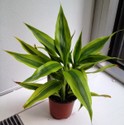 dracaena_deremensis_.jpg