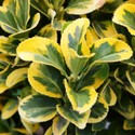 euonymus-japonicus-aureus.jpg