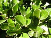euonymus-japonicus-leaf.jpg