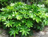 fatsia_japonica.jpg