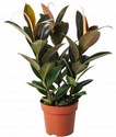 ficus-elastica-.jpg