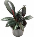 ficus-elastica-decora-.jpg