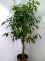 ficus_benjamina.jpg