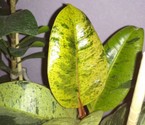 ficus_elastica_schrijveriana.jpg