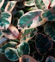 ficus_elastica_tricolor.jpg