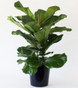 ficus_lyrata.jpg