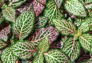 fittonia-verschaffeltii-.jpg