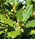 laurus-nobilis.jpg