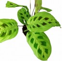 maranta-leuconeura-kerchoveana.jpg