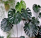 monstera-deliciosa.jpg