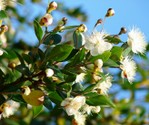 myrtus_communis.jpg