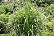 pandanus_veitchii.jpg