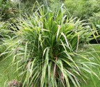 pandanus_veitchii_.jpg