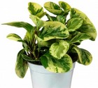 peperomia_obtusifolia-variegata.jpg