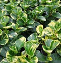 peperomia_obtusifolia_variegata.jpg