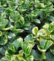 peperomia_obtusifolia_variegata_.jpg