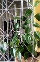 peperomia_serpens.jpg