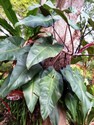 philodendron_erubescens.jpg